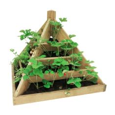 Pyramide  plants