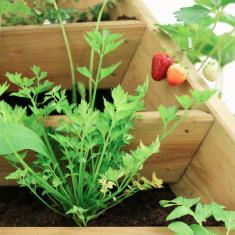 <strong>Pyramide à Plants MAYA</strong>