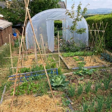 Potager sous serre