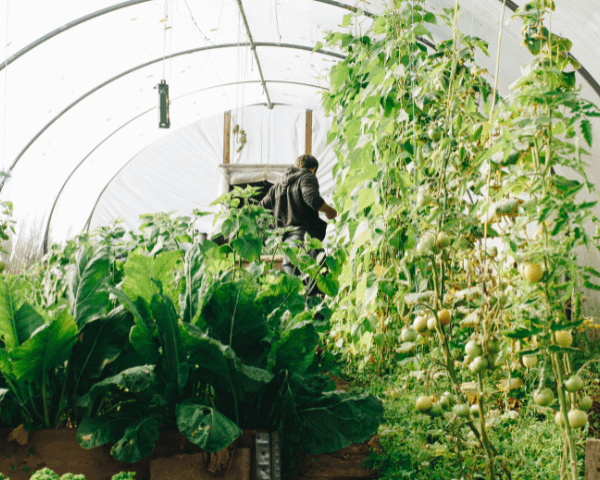 Utilisation d'une serre de jardin